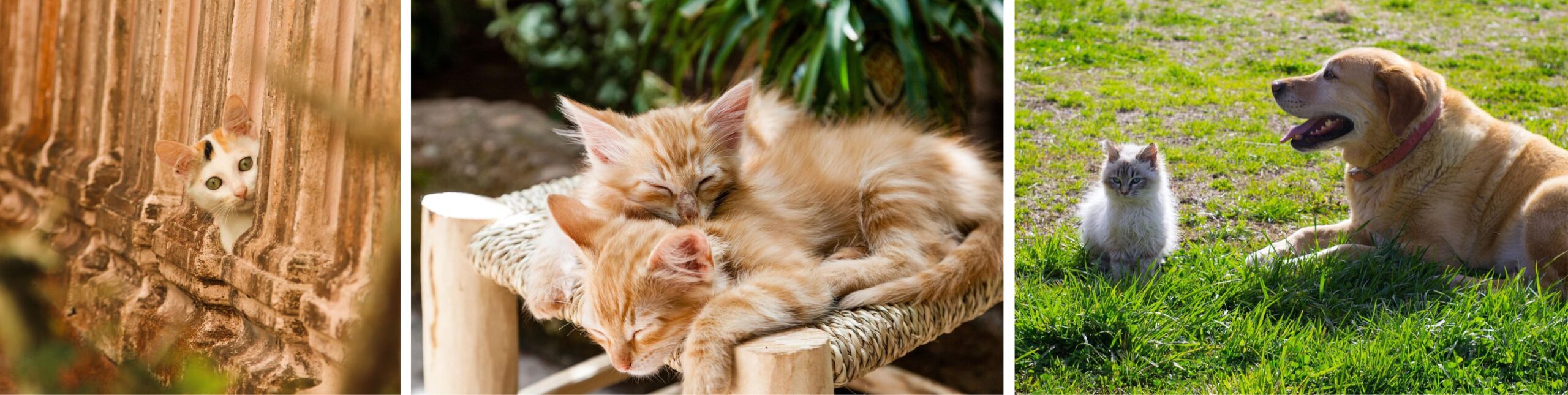 the ultimate boob camp breast friends